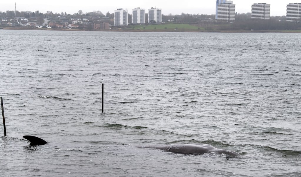 Onsdag formiddag lød det, at man forventede, at næbhvalen i Kolding Fjord var død. Fredag skal den dissekeres og obduceres.  ( Søren Gylling/Ritzau Scanpix)