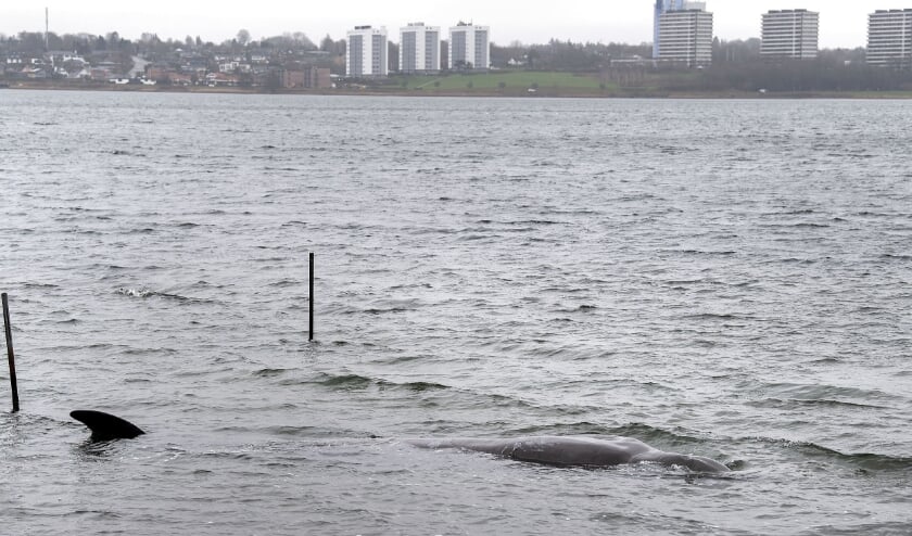 Onsdag formiddag lød det, at man forventede, at næbhvalen i Kolding Fjord var død. Fredag skal den dissekeres og obduceres.