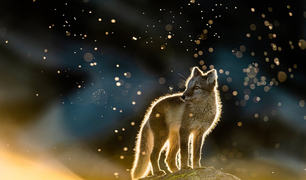 »Fuchs im Mückenschwarm« ist eines der preisgekrönten Bilder im Wettbewerb »Europäischer Naturfotograf des Jahres.   (Arnfinn Johansen)