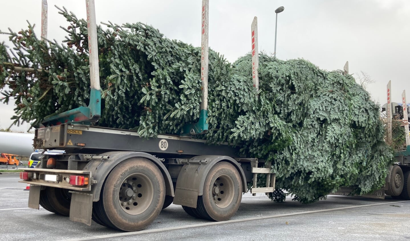 Dette træ når i første omgang ikke frem til et julemarkedet. Lasten var nemlig alt for bred. Foto: