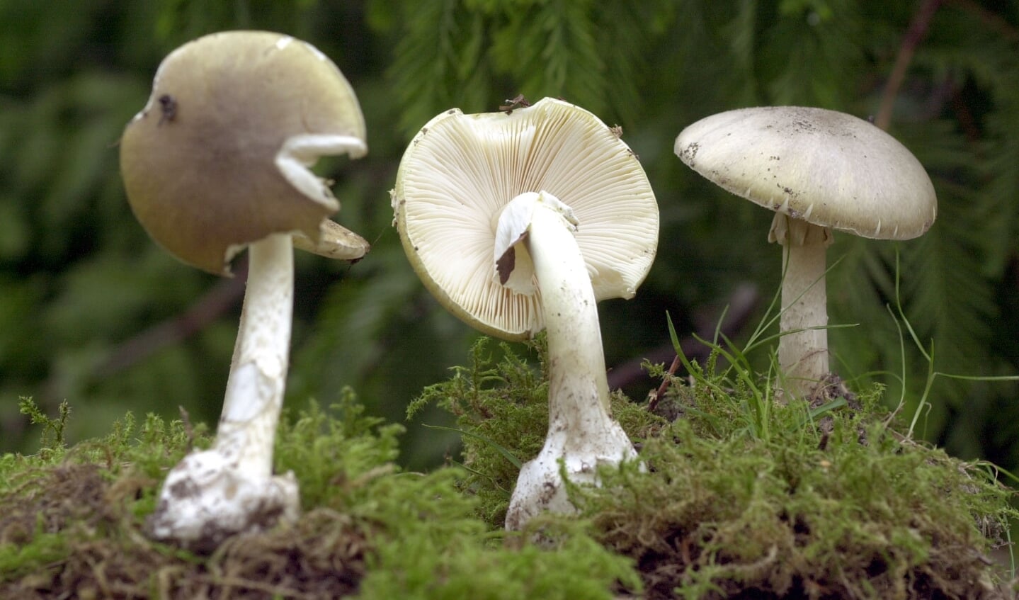 Drei Exemplare des tödlich giftigen Grünen Knollenblätterpilzes stehen im Rostocker Botanischen Garten in der Herbst-Pilzschau. Foto: