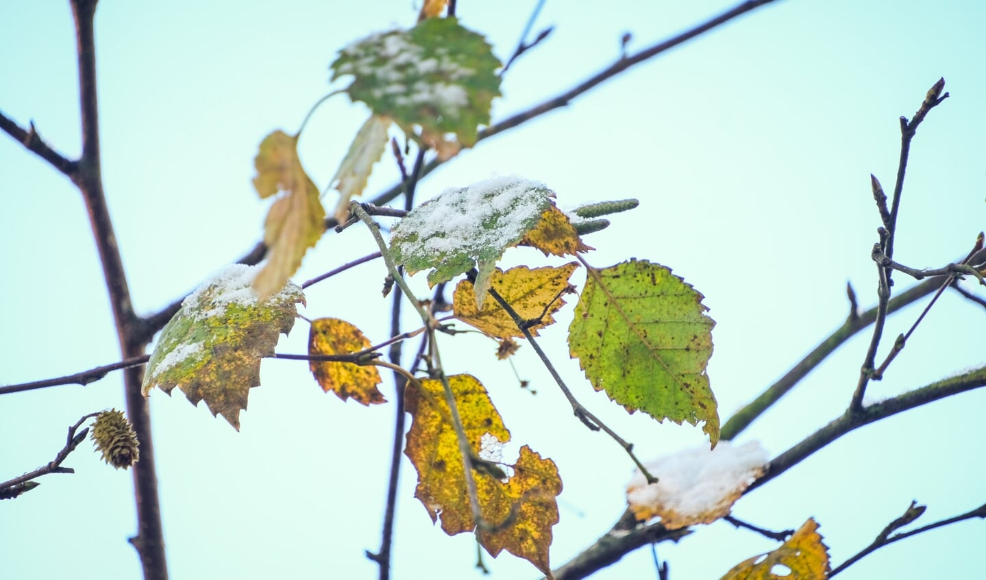 De sidste blade på træerne var også drysset med sne. Foto: