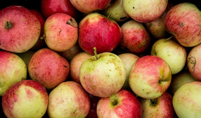 Æbler i lange baner efter et forrygende frugtår på Hestehavegård Frugtplantage. En del af udbyttet er gået til most, hvor kunderne kan vælge mellem, hvilken sort, de helst vil have i flydende form. Foto: Peter Leth-Larsen