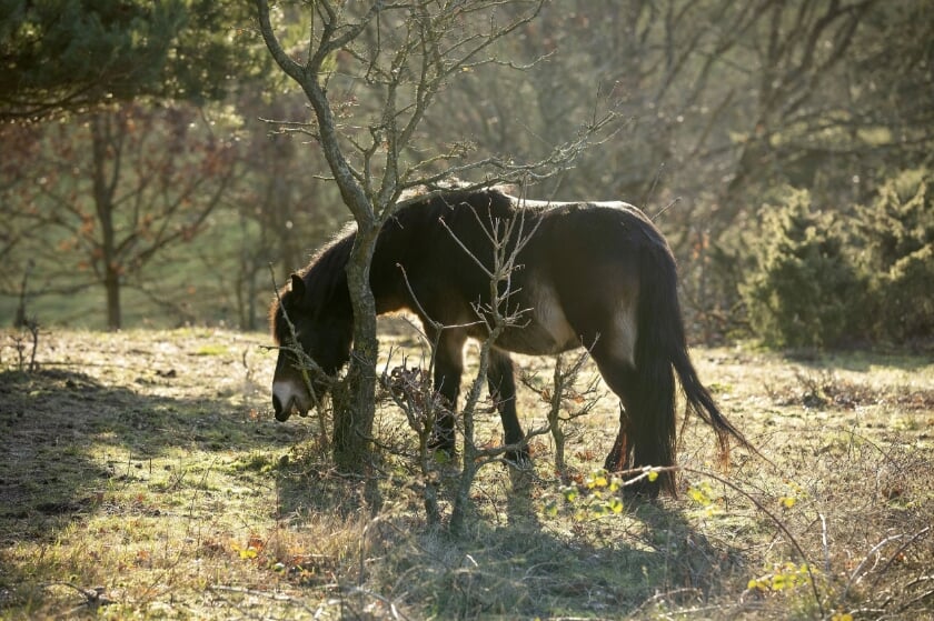 Vilde ponyer græsser i forvejen i Mols Bjerge, som nu er udråbt til at være naturnationalpark. (Arkivfoto).