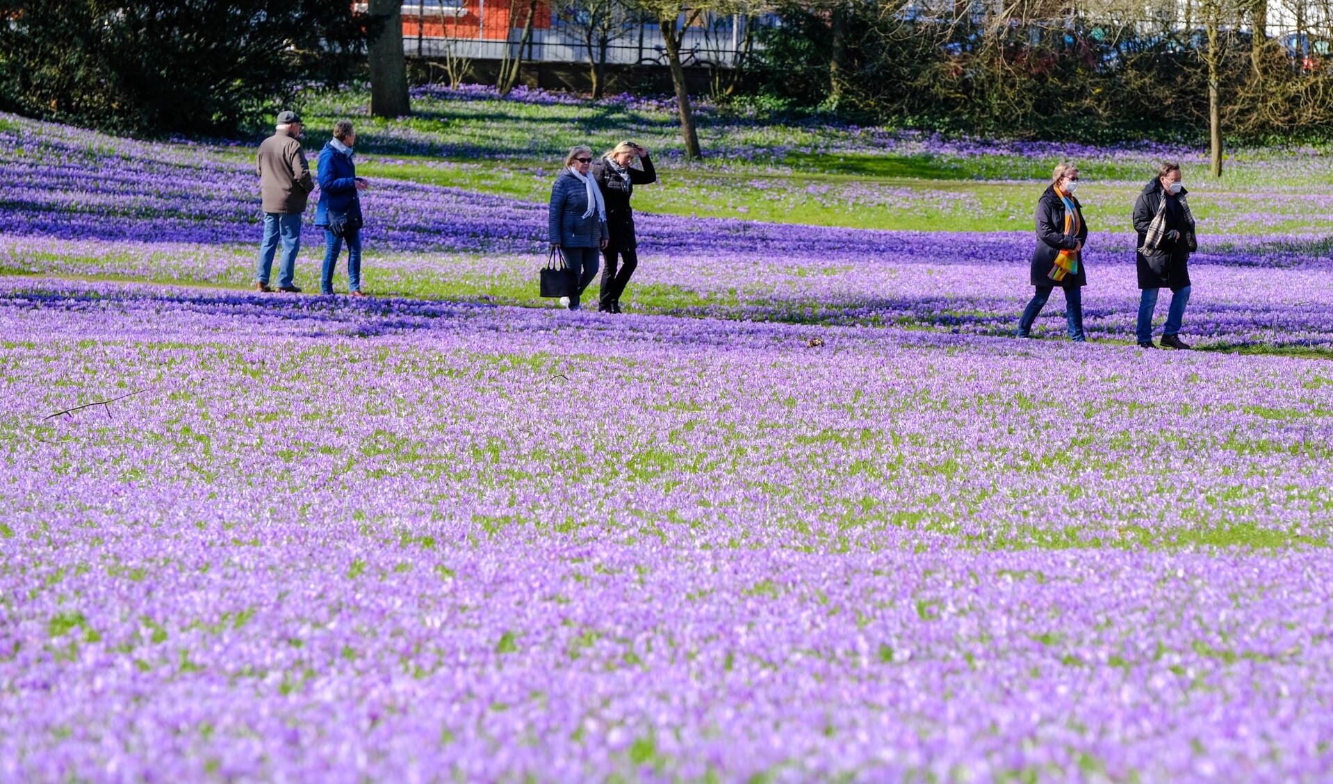 Slotsparken i Husum er lilla i disse dage. Det fejres hvert år med en krokusfest - når der ikke lige er corona.