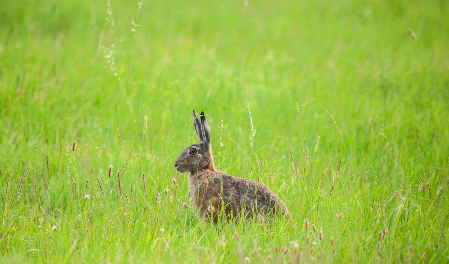Harer har været naturligt hjemmehørende i Europa i tusindvis af år. Intensivt landbrug har dog bragt dens antal kraftigt ned. De seneste få år har den været i fremgang i Slesvig-Holsten. Foto:  