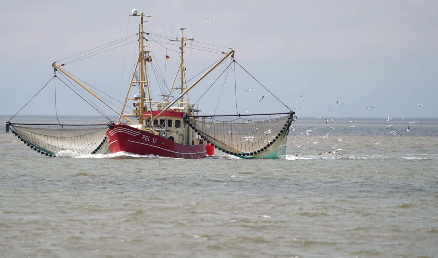 I lyset af den anspændte situation for silde- og torskebestandene i Østersøen skal en kommission udvikle et fremtidssikret perspektiv for de tyske fiskere i Østersøen. Foto: