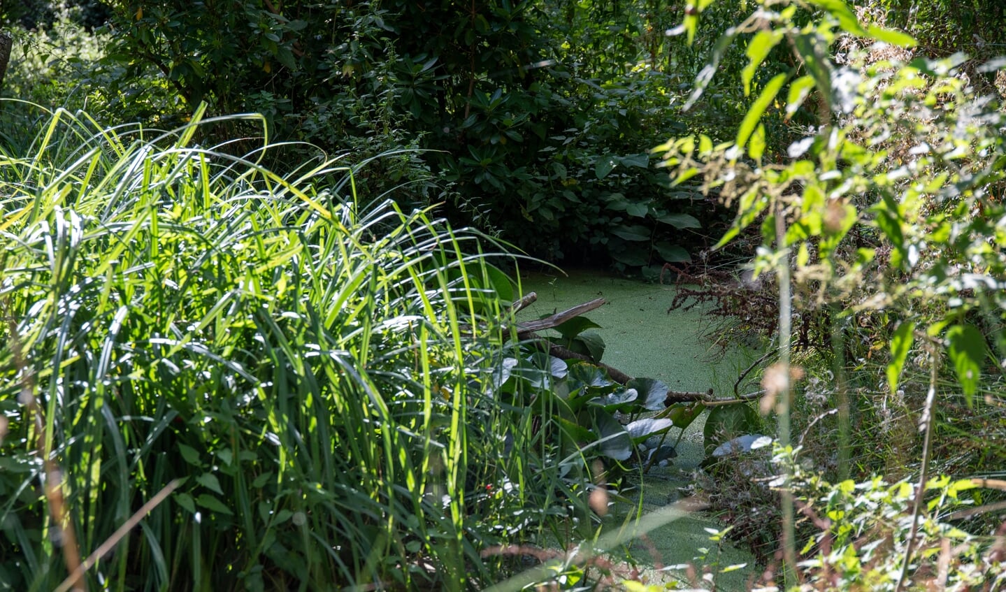 Små damme og regnvandstønder er nogle af de simple måder at styre vandet i din have på. Foto: 