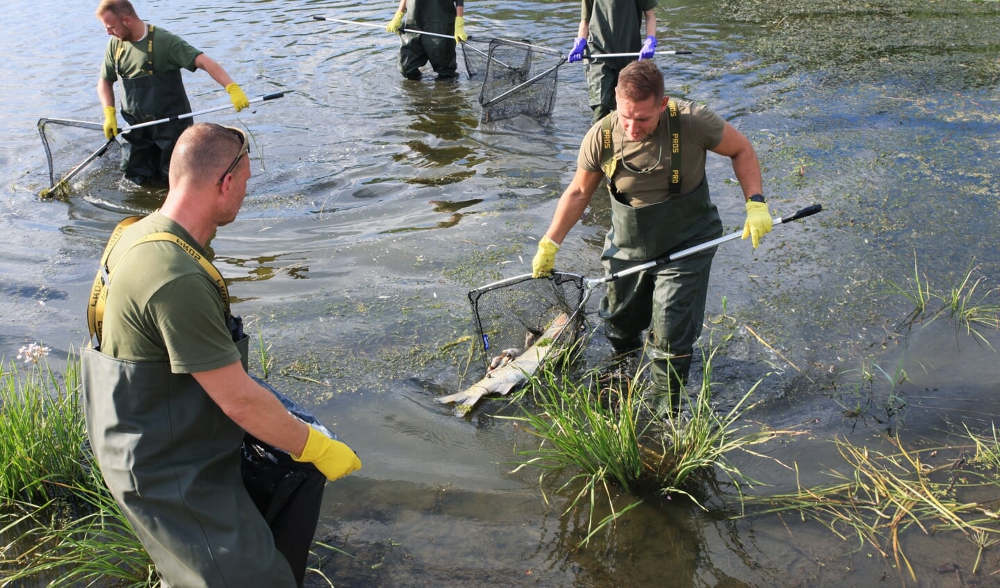 1Soldater, frivillige og brandfolk arbejder sammen med frivillige i Tyskland og Polen på at få hentet de mange ton døde fisk op fra floden. Foto: 
