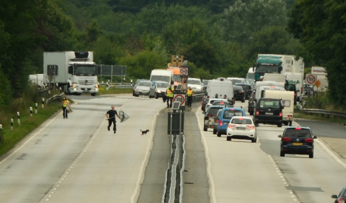 En brandmand med et net sprintede efter hunden, mens bilerne hobede sig op på de spærrede kørebaner. Foto:  