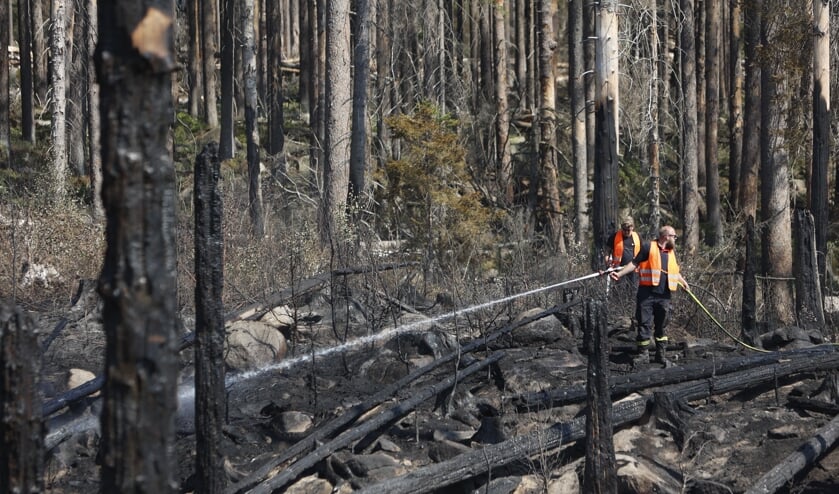 De lokale brandværn er stadig til stede i skoven, hvor brandfolkene rydder op og efterslukker. Foto: 