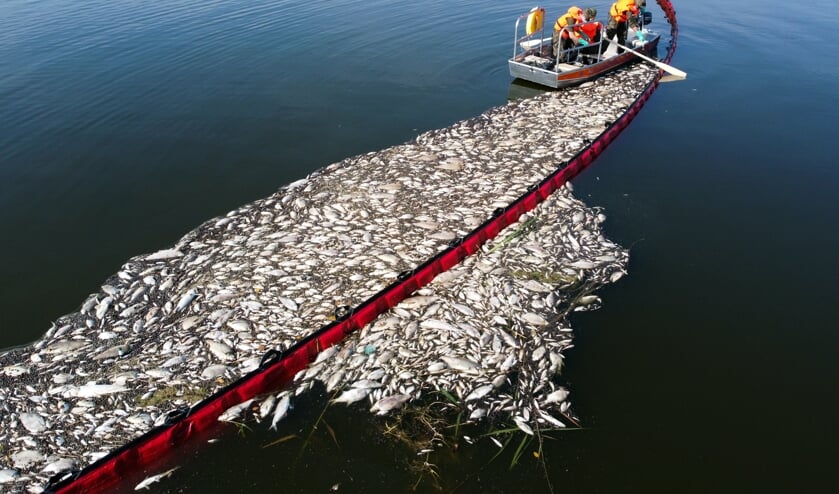 Både på den polske og den tyske side er hundredvis af ton fisk blevet hentet op fra floden. Foto: