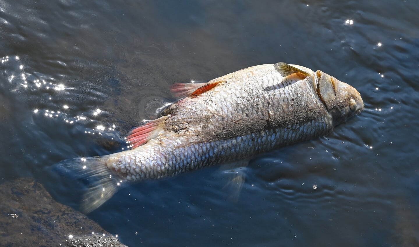Endnu er det uklart, hvorfor enorme mængder fisk døde i Oder-floden. Foto: