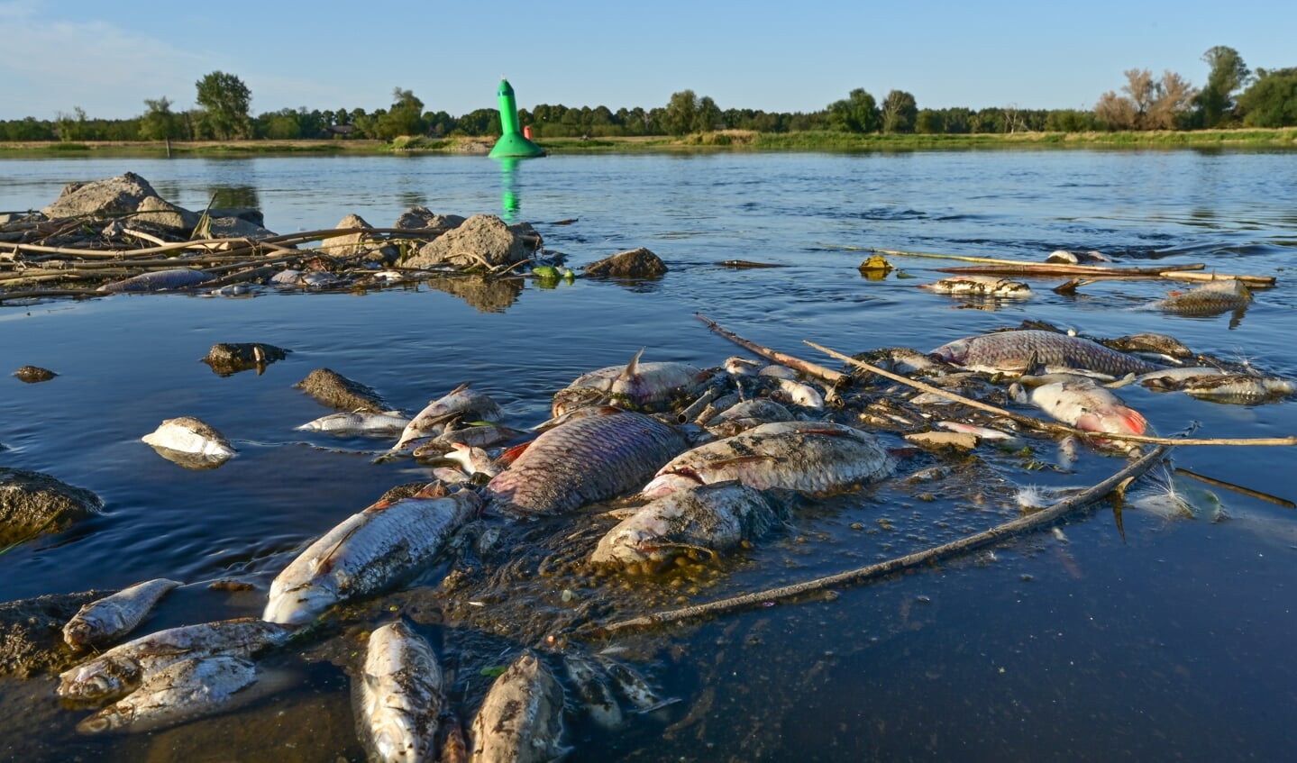 Utallige døde fisk driver i Oder-floden og spreder en uudholdelig stank. Foto: 