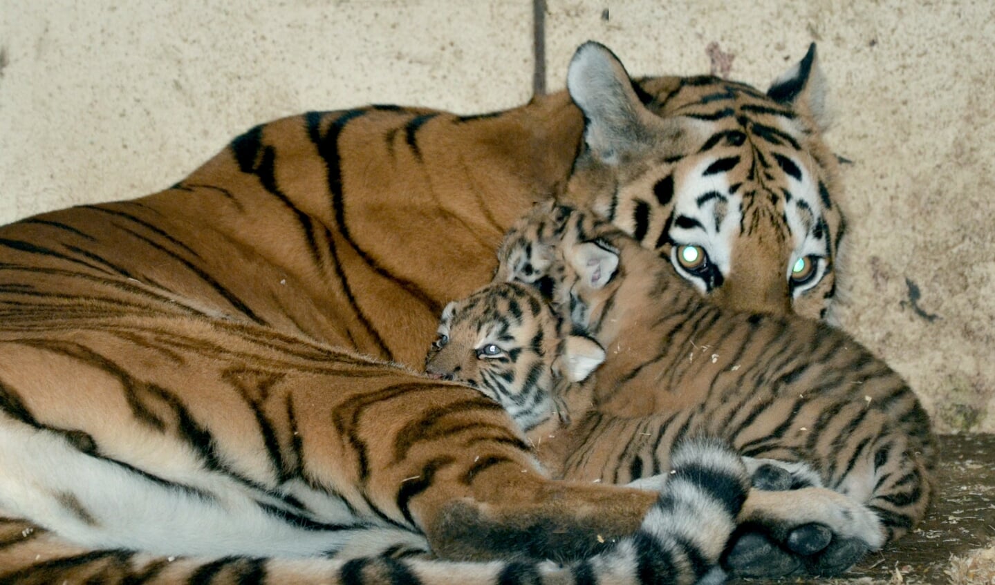 Tigermor Amara tager sig godt af killingerne, der er synligt veltilpasse. Foto: 
