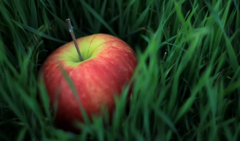 Hvis man ville kåre en dansk ”nationalfrugt” ville æblet nok få førstepladsen. 