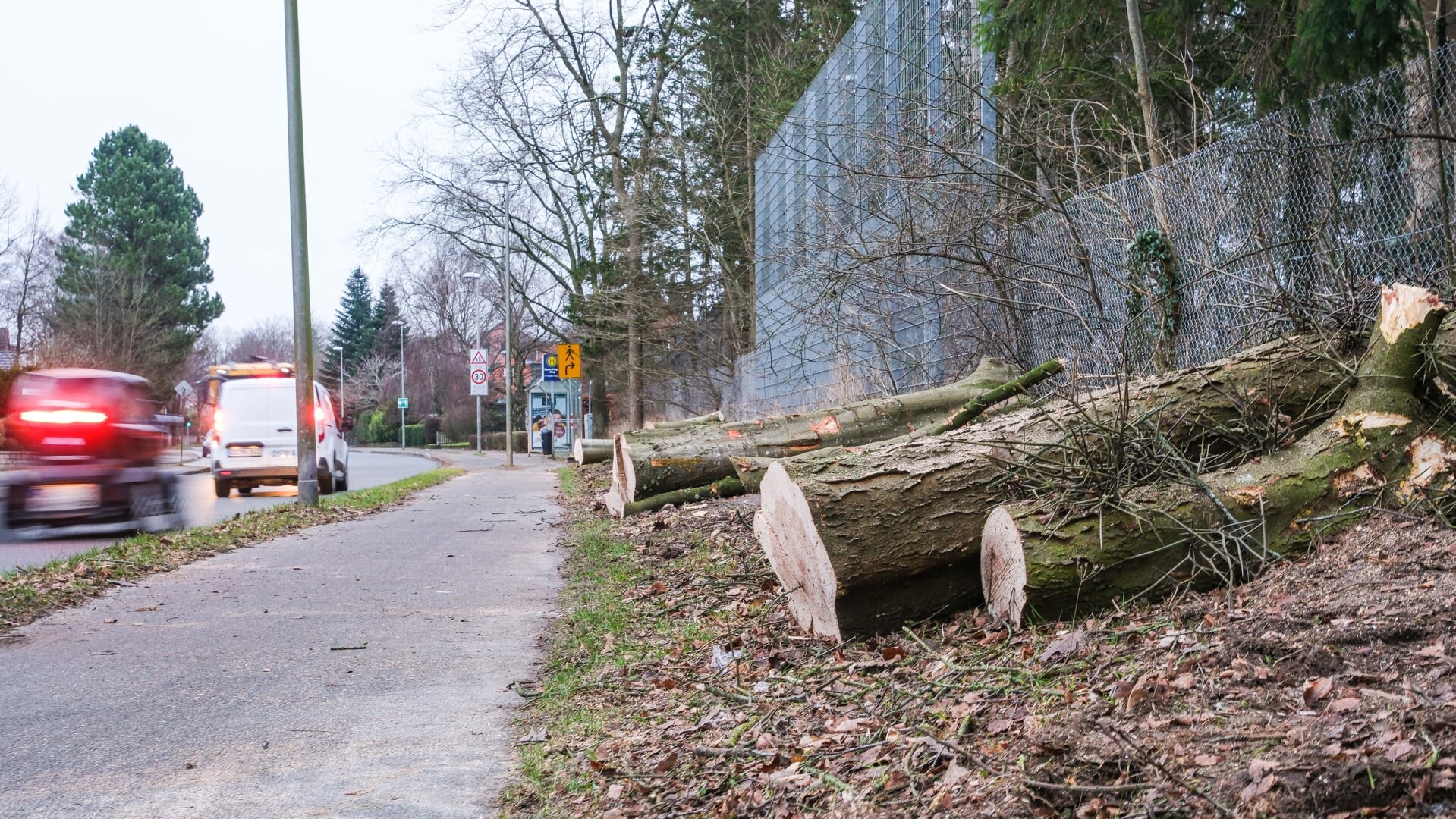24 træer må væk i forbindelse med udvidelsen af cykelstierne på Westerallee. Her ses fældede træer ude foran sportsklubben PSV Flensburg. Foto: