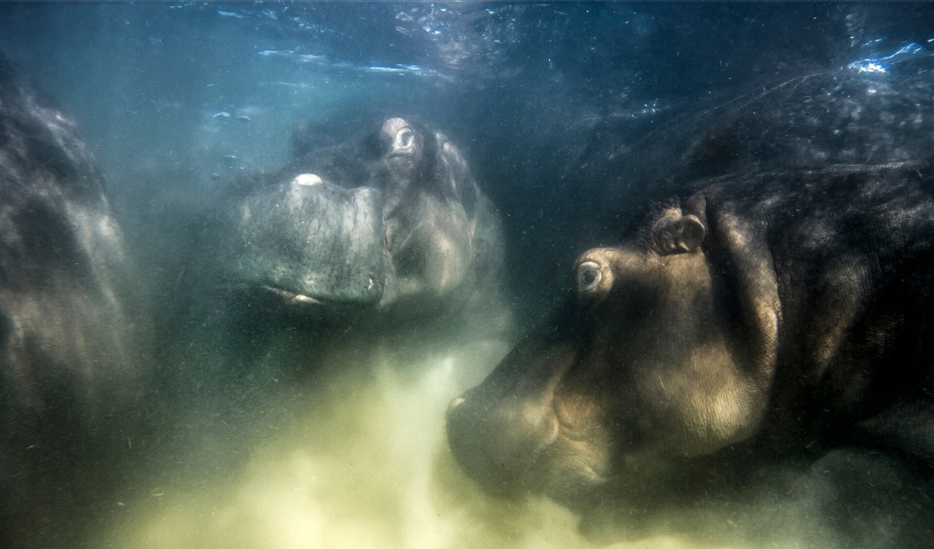 Gesamtsieger der GDT: Diese Aufnahme von Flusspferden in einem Salzsee in Südafrika gelang dem Russen Mike Korostelev mit einer Unterwasserdrohne. Eröffnung der Ausstellung mit insgesamt 100 Fotos in Schleswig ist am 23. März um 19 Uhr.