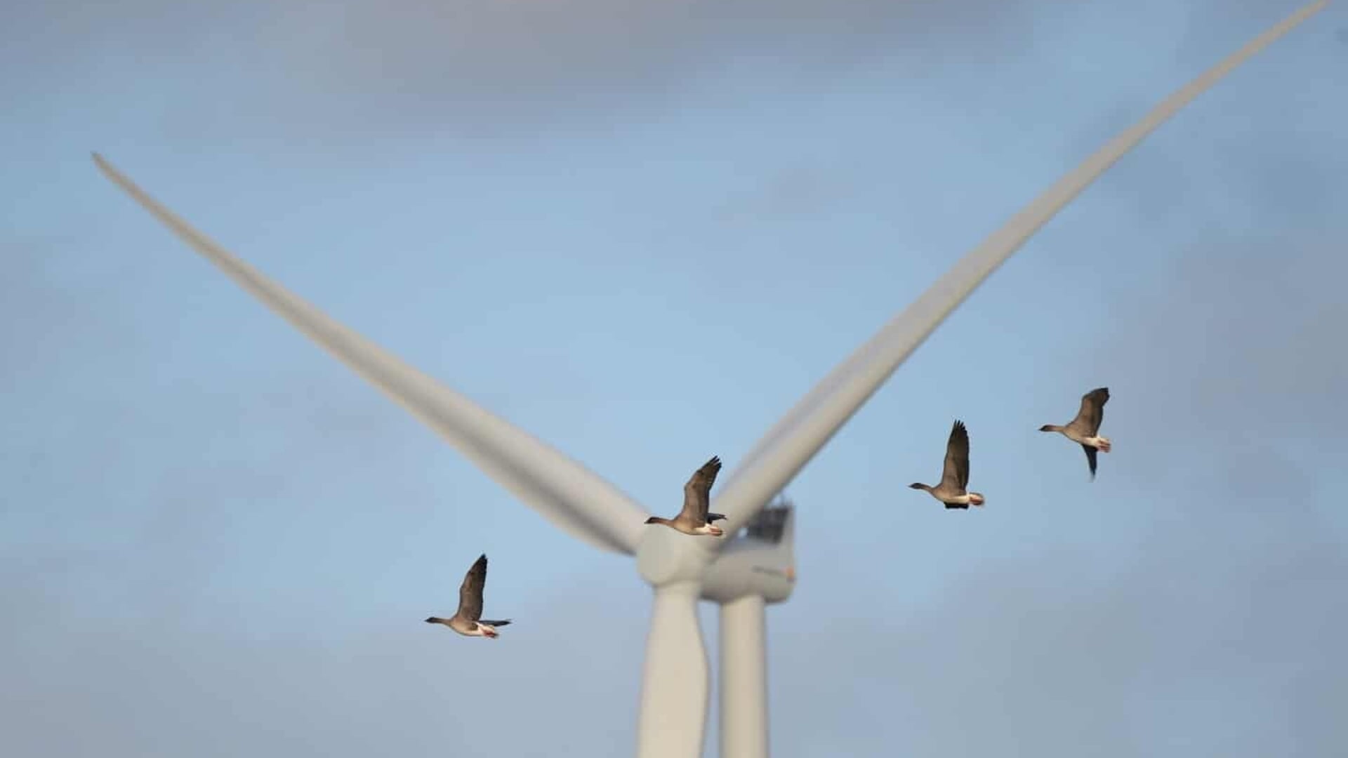 En nyligt underskrevet deklaration mellem Danamrk, Tyskland og Holland skal forhindre opsætning af vindmøller i fredet område. Aftalen er dog ikke juridisk bindende. Pressefoto: