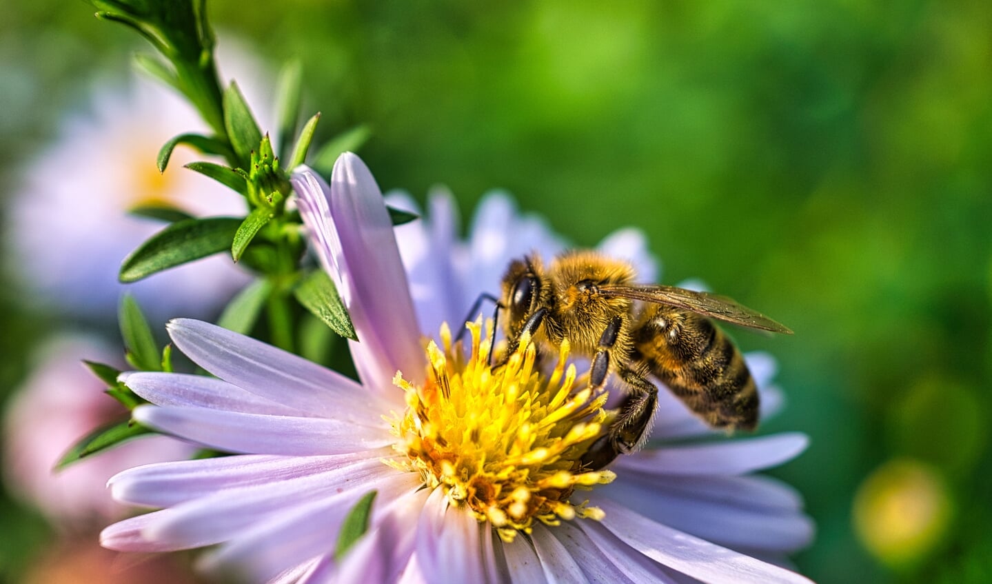 Blomster er vigtige for vore insekter - for klodens biodiversitet.