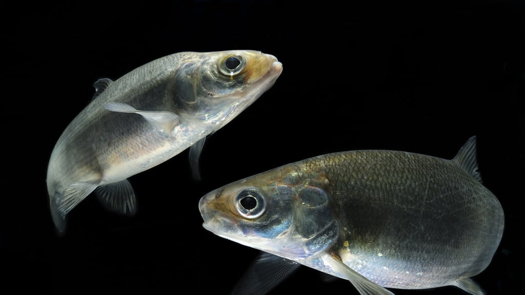 European whitefish (Coregonus lavaretus). Foto: