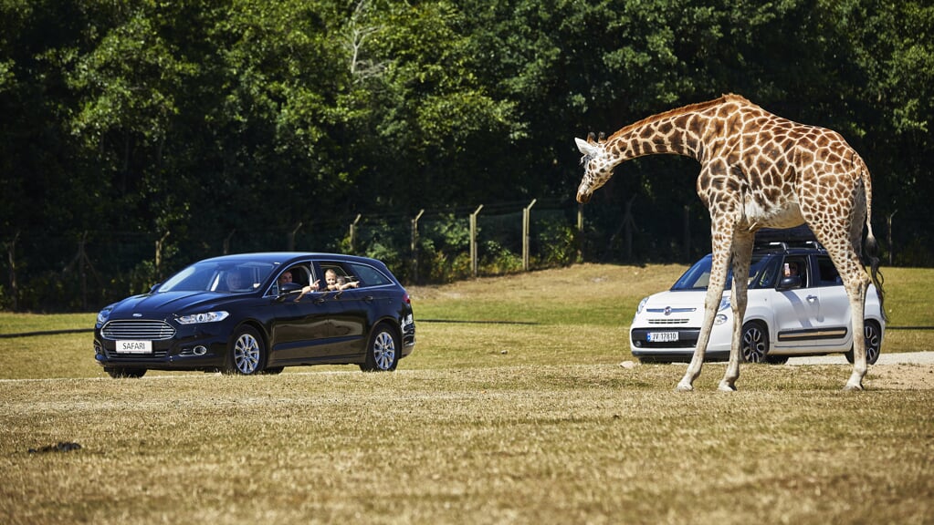 Tag på en bil-safari, hvor dyrene bevæger sig frit omkring. Foto: 