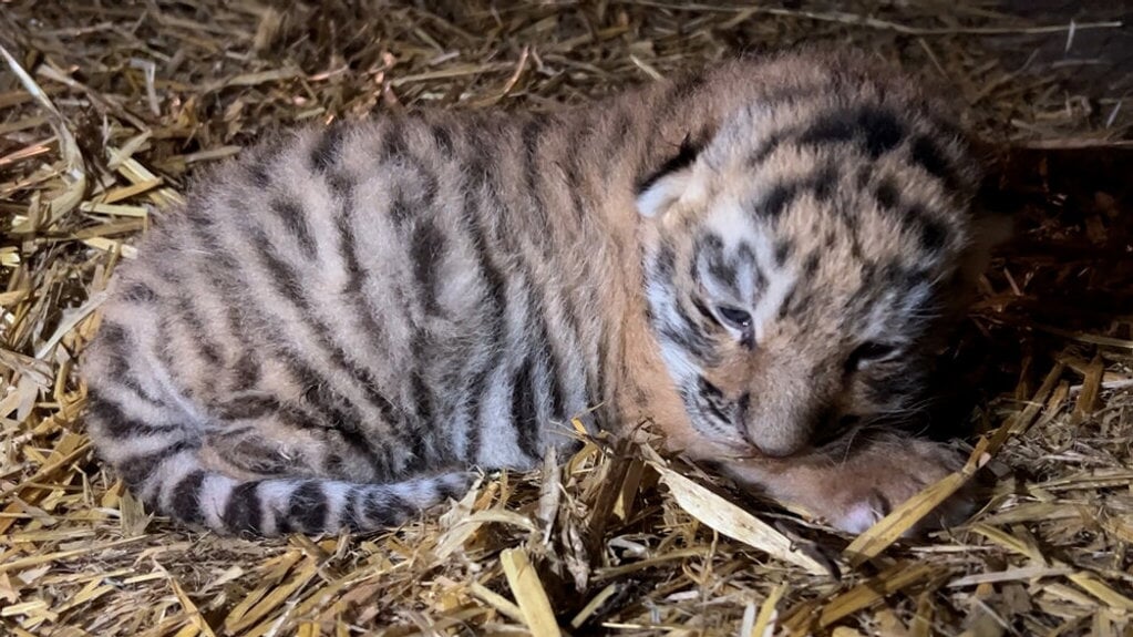 En lille tigerunge blev for tre uger siden født i zoo i København. Foto: