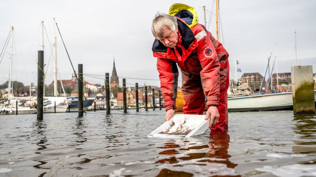 Aalutsetten im Flensburger Hafen: Hier ist es Harald Lehuniak, Fischer aus Langballigau, der die jeweils 3000 Glas-Aale aus den Styroporkisten in die Förde aussetzt. Foto: