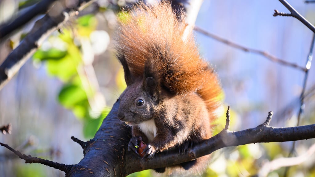 Et egern gnasker i en hasselnød i en have i Berlin. Foto: