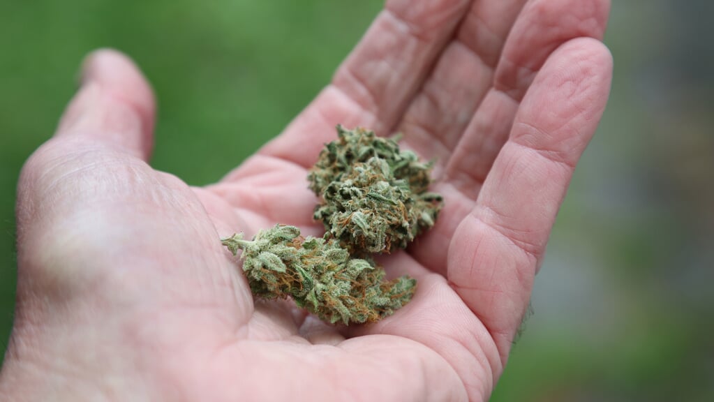 Fra 1. april er cannabis ikke længere et forbudt, narkotisk stof. Foto: 