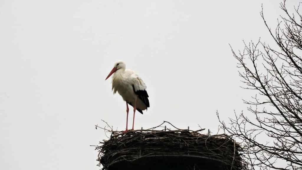 Der var glæde, da storken landede i Jejsing i slutningen af februar, men nu er storken blevet syg, og det skaber bekymring. 
