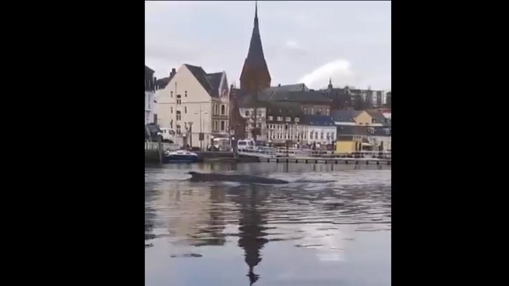 Hvalen der besøgte havnen i Flensborg ved middagstid. Filmet af: