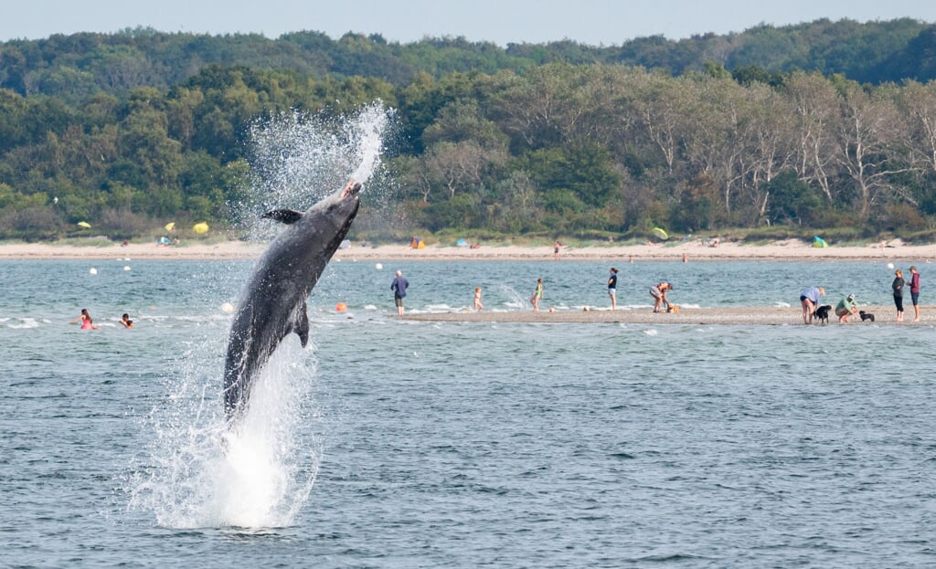 Ein Delfin springt in der Trave vor dem Strandbad aus dem Wasser. Archivfoto: