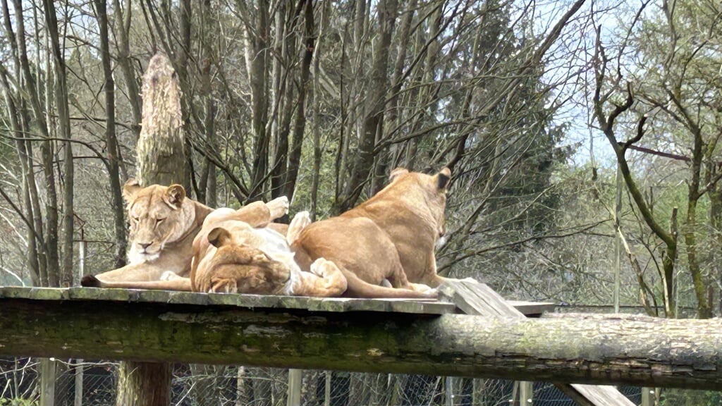 Løverne nyder at ligge og sole sig. Foto: