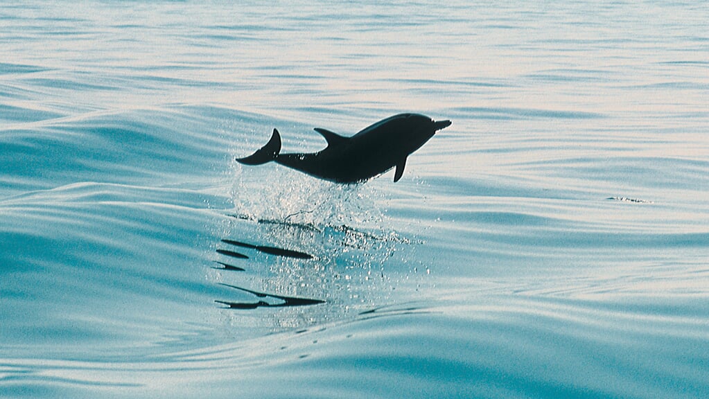 Nu skulle det være fastslået - også delfiner yngler i de danske farvande. Arkivfoto: 