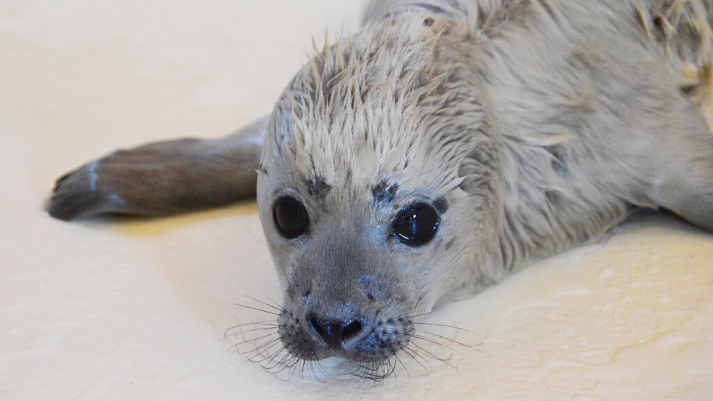 Der kleine Heuler Bosse ist als erster Heuler der diesjährigen Geburtensaison in der Seehundstation Friedrichskoog aufgenommen worden. Die Frühgeburt wurde bei St. Peter-Ording gefunden. Foto: 