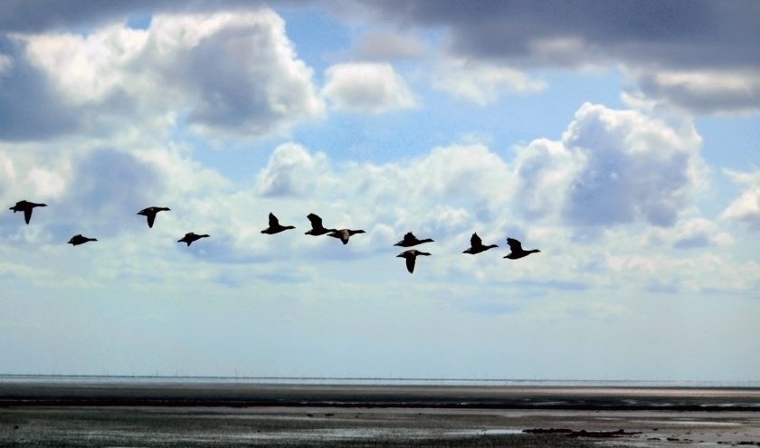 De Vogelwerkgroep van Natuurbeschermingsvereniging 't Duumpje gaat zaterdag 11 januari weer op pad voor de jaarlijkse slaapplaatstelling van ganzen.