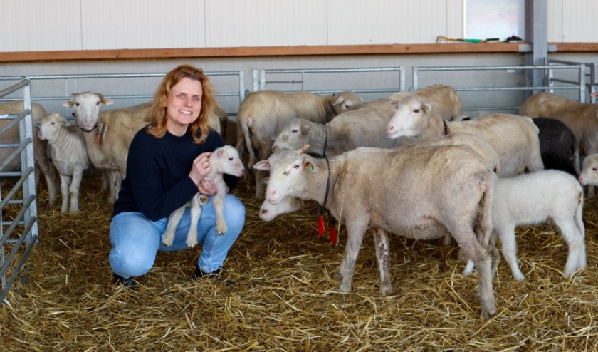 Janny Wijna met enkele van haar schapen op haar Wolboerderij Blij Bezuiden in Koewacht.