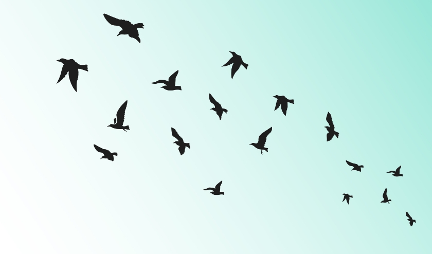 De vogels in ons volgebouwde en intensief bewerkte land hebben een beetje meer liefde nodig.