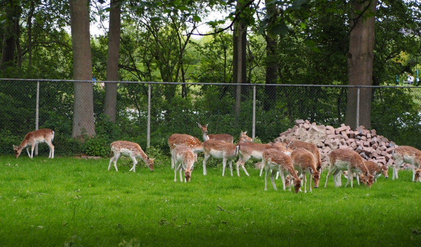De kinderboerderijen van Stichting Kinderboerderij Clinge-Terneuzen zijn al weer enige tijd gesloten, in verband met de maatregelen om de verspreiding van het coronavirus tegen te gaan.