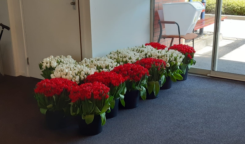 Het Herdenkingscomité 4 en 5 mei Axel heeft ongeveer 1500 gedoneerde bloemen afgegeven bij SVRZ De Vurssche.