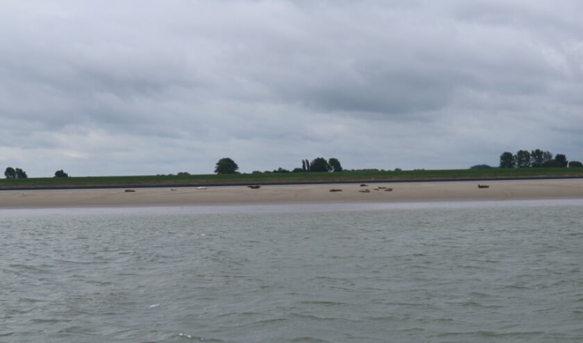 Zeehonden zoeken de rust op op zandbanken.
