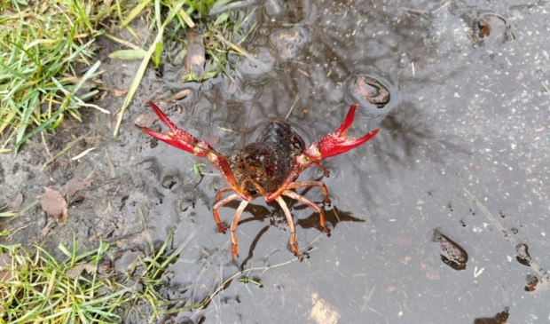 <p>Rode Amerikaanse rivierkreeft</p>