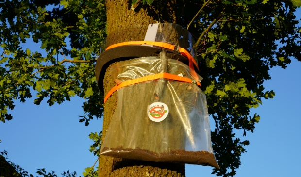 <p>Een rupsenval, Moerenpad</p>