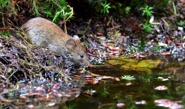 Kom liever niet in huis, muis!