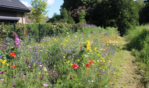 Kleurrijk bloemenveld langs Moerenpad