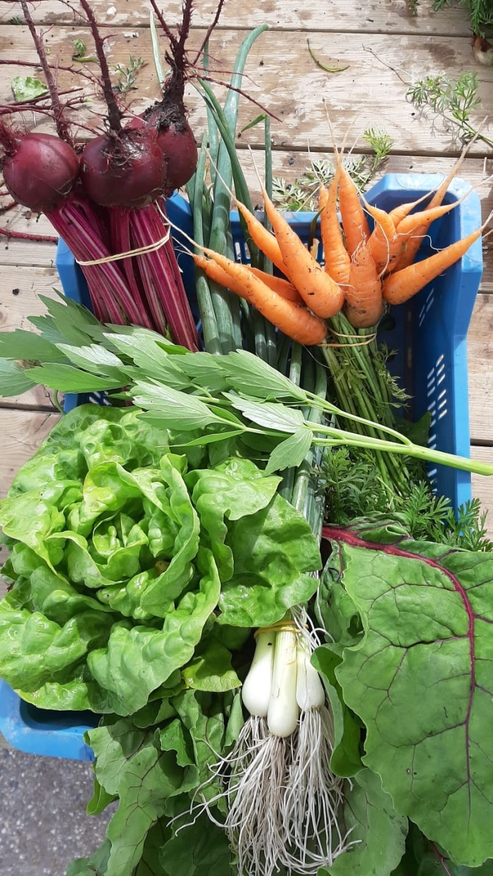 oogst op tuinderij de Groene Schakel