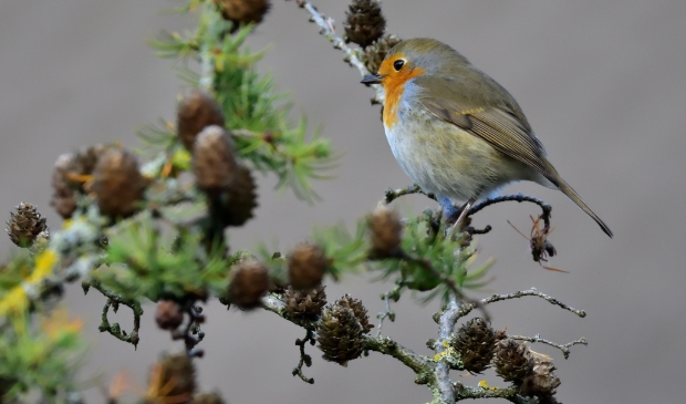 De roodborst (Erithacus rubecula)
