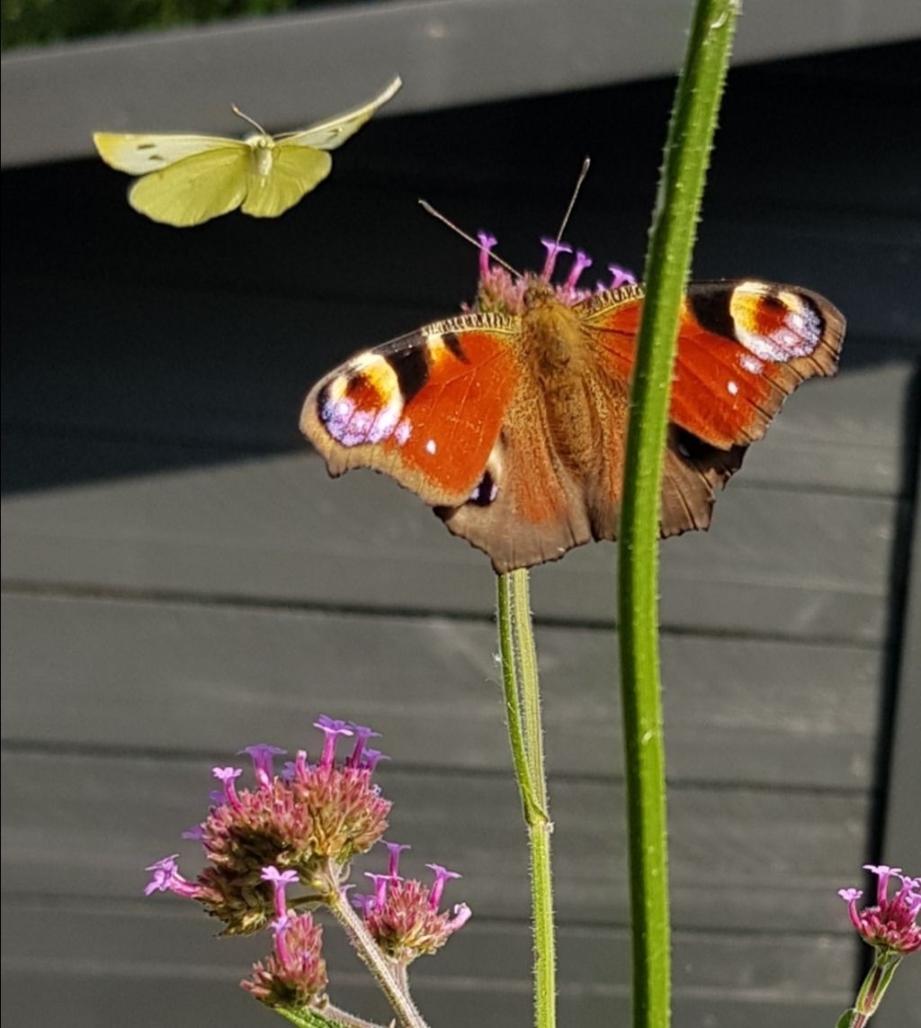 <p>Nazomerfoto uit onze achtertuin van deze gave dagpauwoog en een citroenvlinder.</p></p>