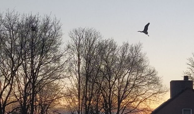 Reiger bij zonsondergang